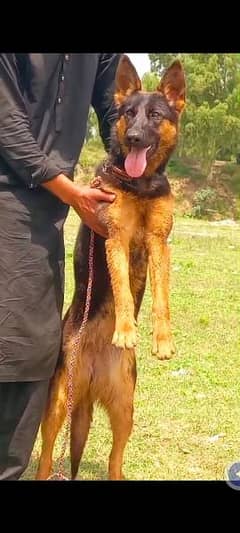 German Shepherd