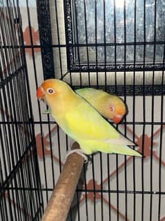 Lovebird, blue/ino, parblue/ino, creamino