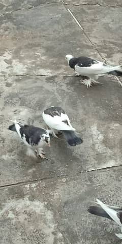 Blacktail pigeon 0