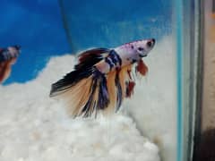 Nemo Halfmoon Candy Betta