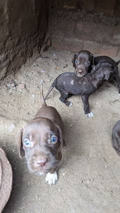 English pointer puppies crossing video available