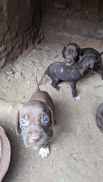 English pointer puppies crossing video available 0