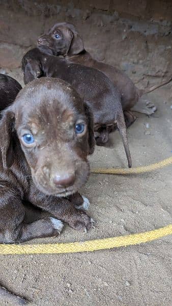 English pointer puppies crossing video available 1