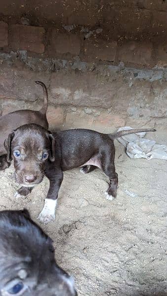 English pointer puppies crossing video available 2