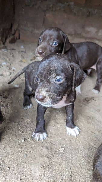 English pointer puppies crossing video available 3