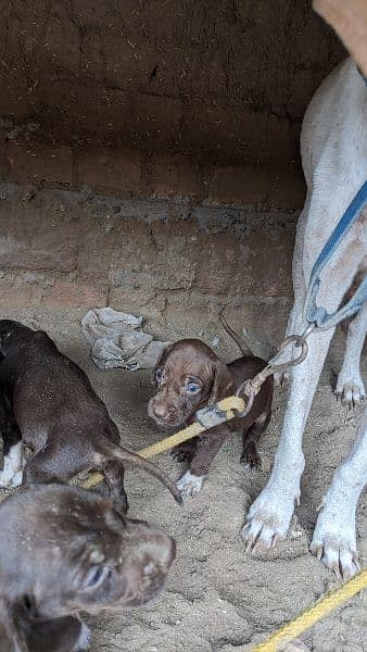 English pointer puppies crossing video available 4