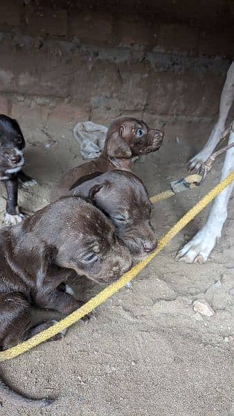 English pointer puppies crossing video available 5