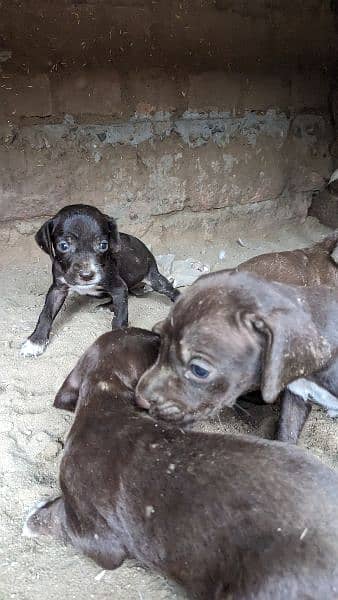 English pointer puppies crossing video available 6