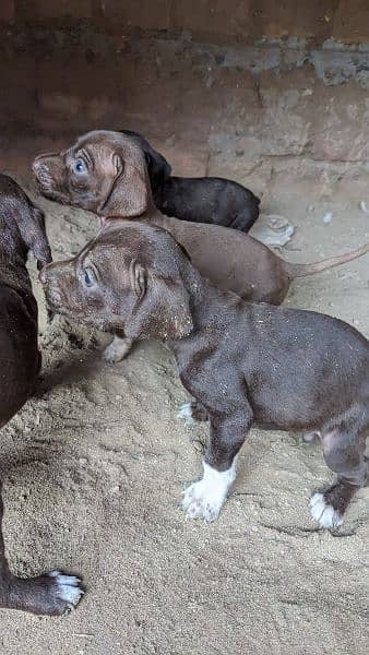 English pointer puppies crossing video available 7