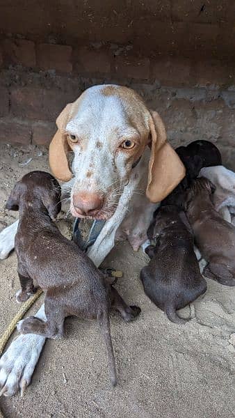 English pointer puppies crossing video available 8