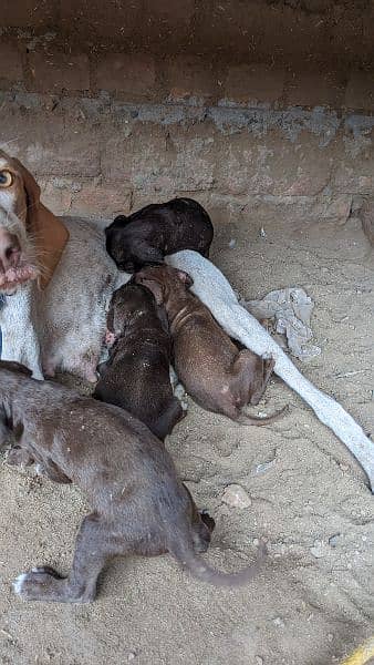 English pointer puppies crossing video available 9