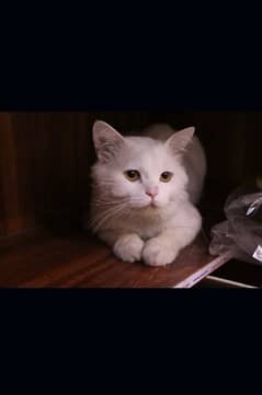 Persian Male Healthy Cat for sale