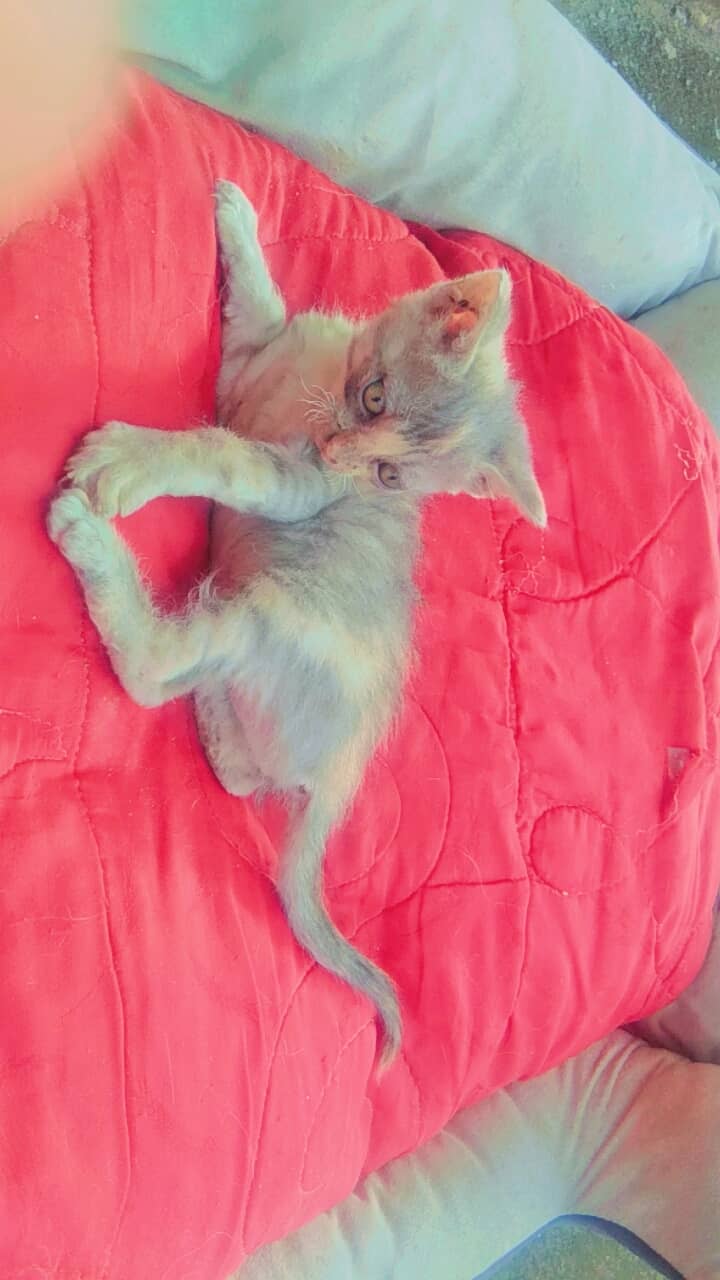 persian kittens for sale 1