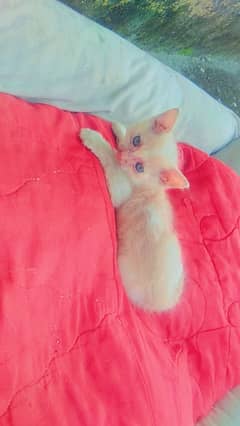 persian kittens for sale 0