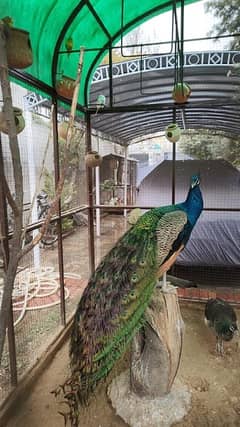 peacock