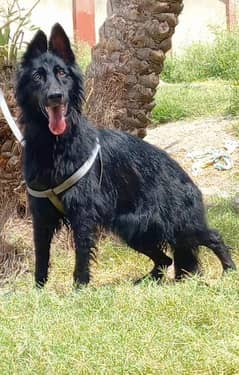 Black german shepherd proper long coat female 18 month age for sale