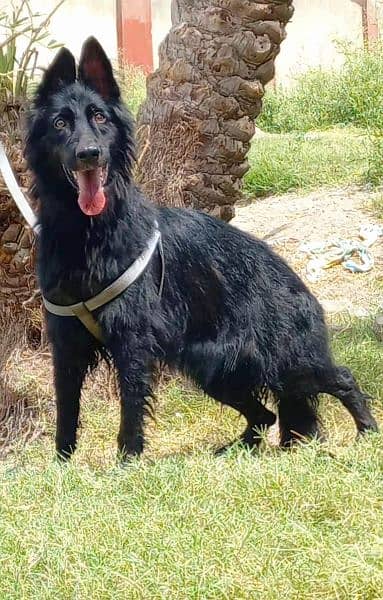 Black german shepherd proper long coat female 18 month age for sale 0