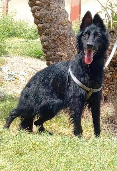 Black german shepherd proper long coat female 18 month age for sale 1