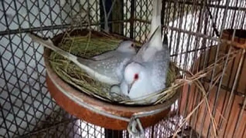 Breeder dove pairs home birds sale 4