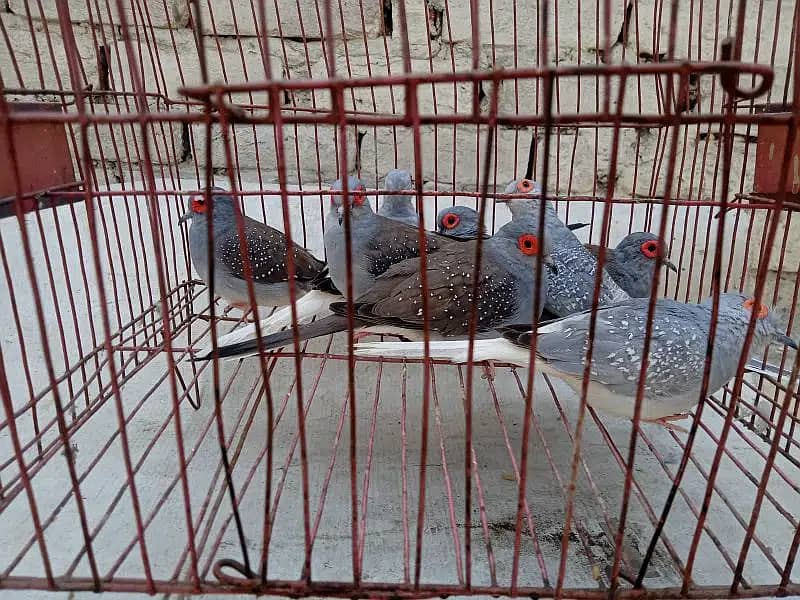 Breeder dove pairs home birds sale 7