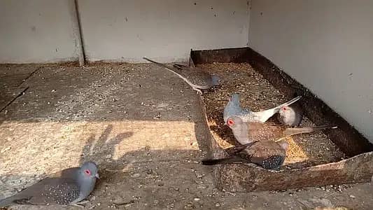 Breeder dove pairs home birds sale 8