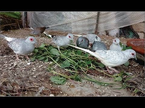 Breeder dove pairs home birds sale 11