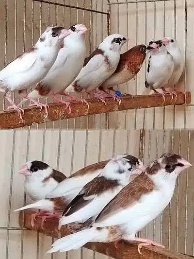 Breeder dove pairs home birds sale 13