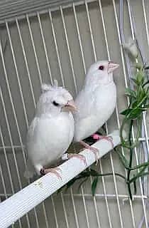 Breeder dove pairs home birds sale 14