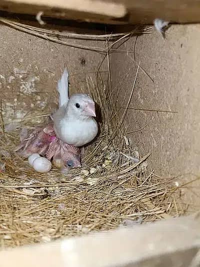 Breeder dove pairs home birds sale 15