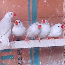 Breeder dove pairs home birds sale 17