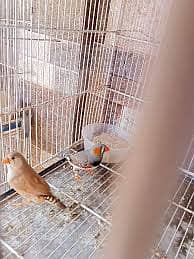 Breeder dove pairs home birds sale 18