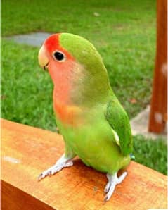 2 Pair In Breeding Premium Love Birds For Sale Whats App 03195424162 0