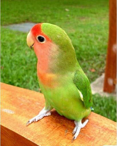 2 Pair In Breeding Premium Love Birds For Sale Whats App 03195424162 1