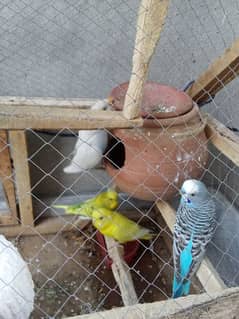 two pair Australian parrot age seven months