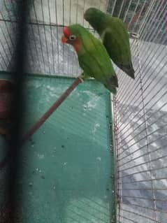 love bird