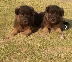 100%orginal German Shepherd puppies with granti any one interested