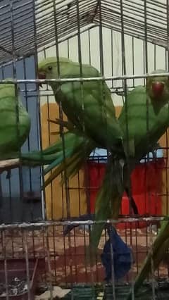 Parrot 4 Month age 0