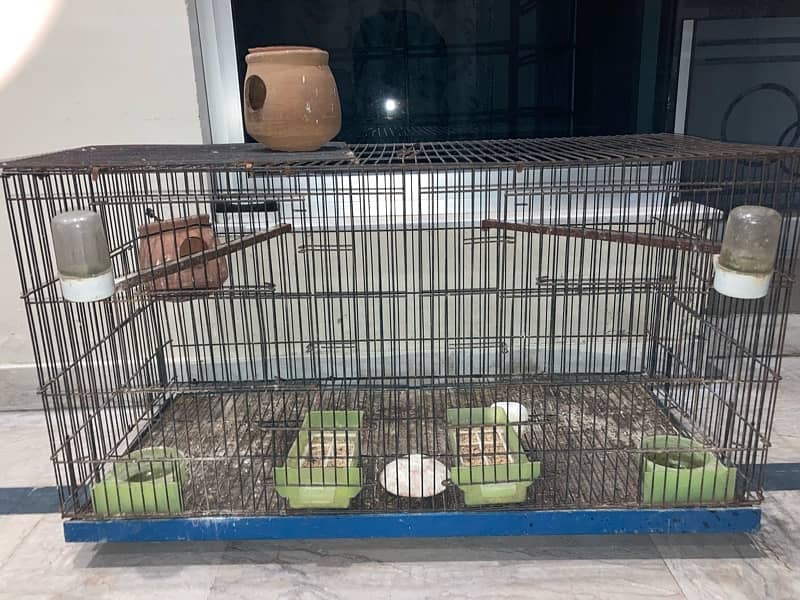 Birds cage 0