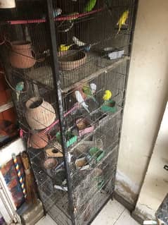 urgent sell cage and birds all setup