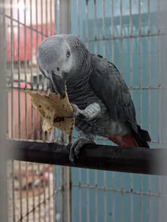 grey parrot