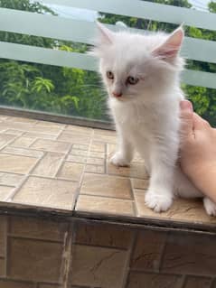 White Kitten Pair 2 Months Persian