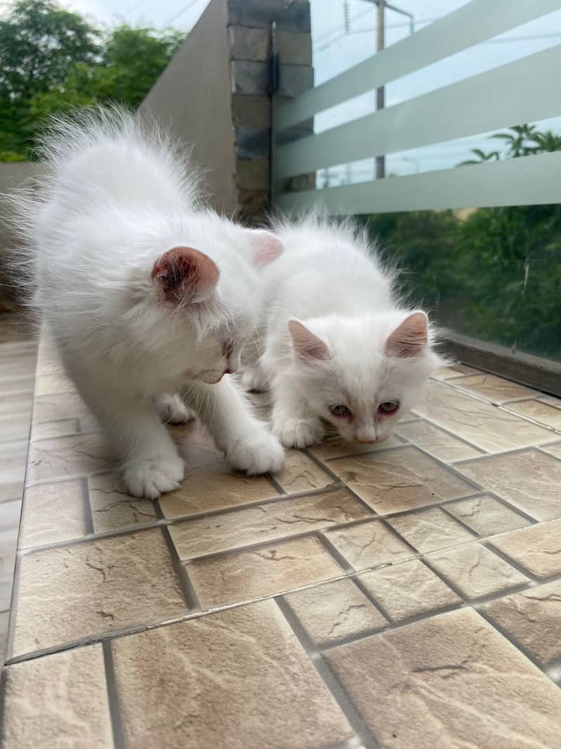 White Kitten Pair 2 Months Persian 1