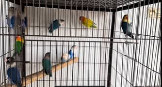 breeder & ready to breed love bird albino opline dilute for sale