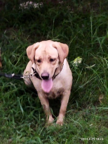 Female American Labrador for sale 0