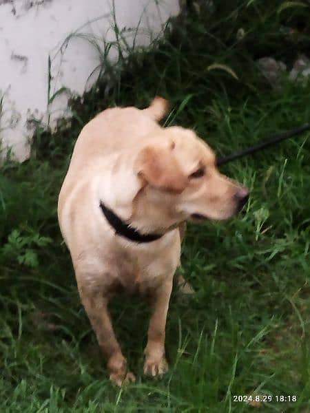 Female American Labrador for sale 2