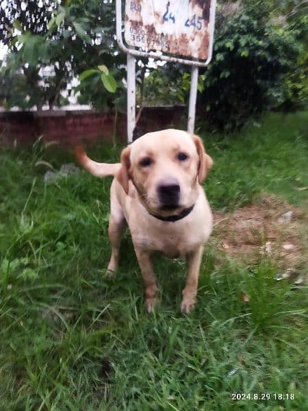 Female American Labrador for sale 3