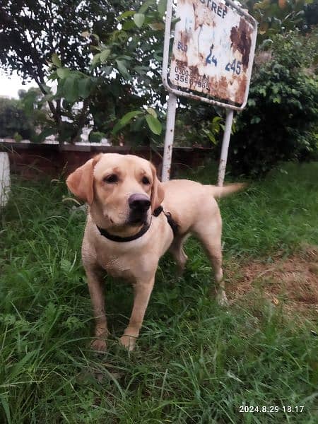 Female American Labrador for sale 7