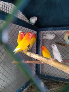 Love birds breeder pair and adult pieces for sale in good condition 0