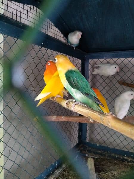 Love birds breeder pair and adult pieces for sale in good condition 1