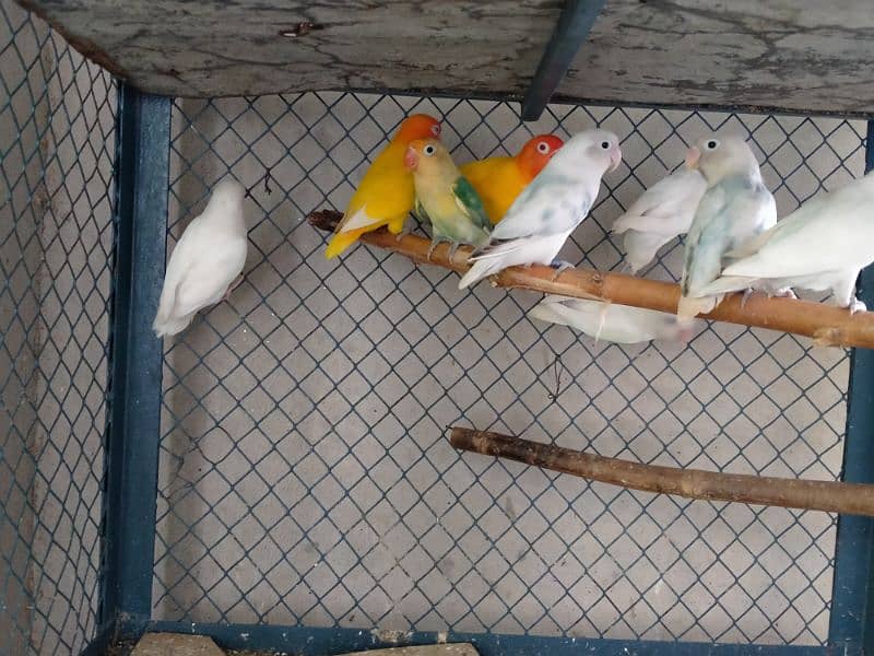 Love birds breeder pair and adult pieces for sale in good condition 3